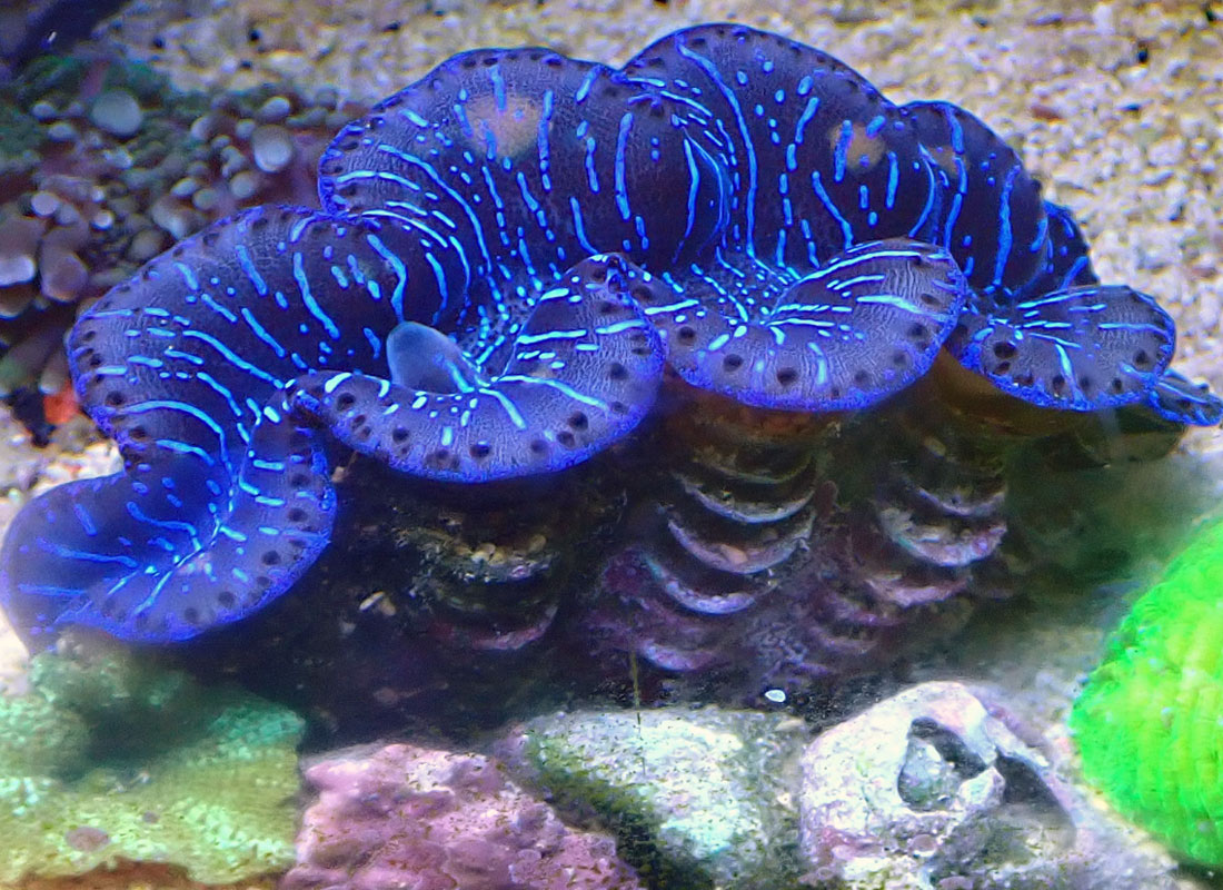 clam-1.jpg