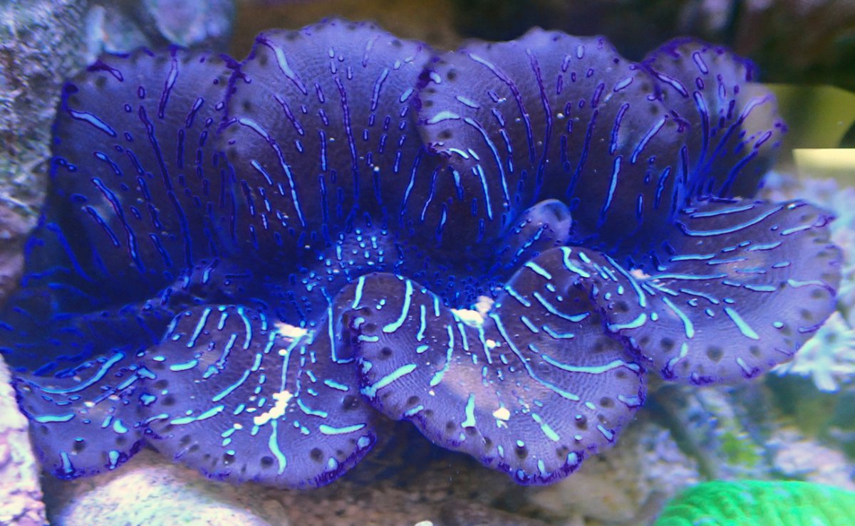 clam-1.jpg