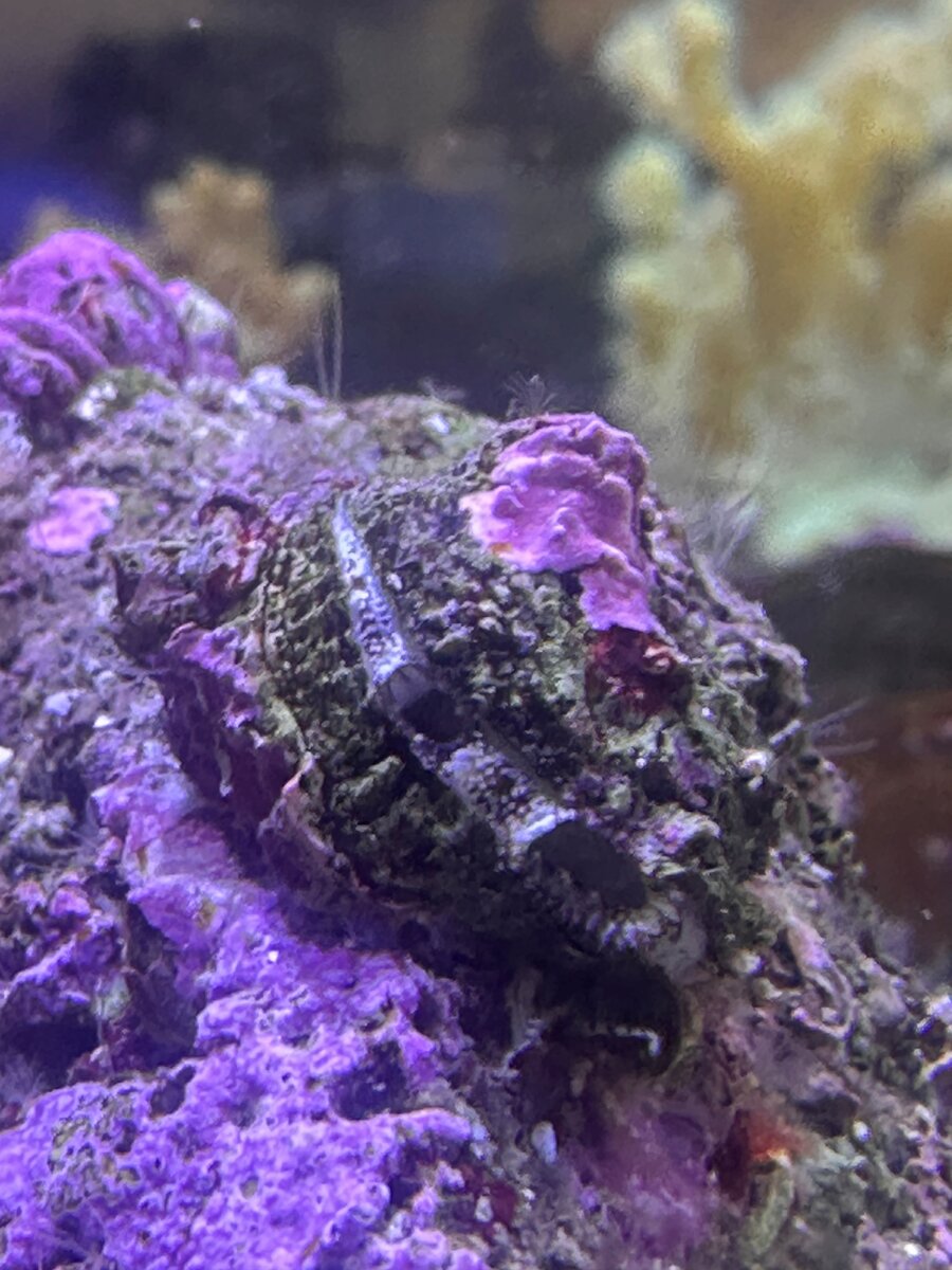 Clam 2.jpg