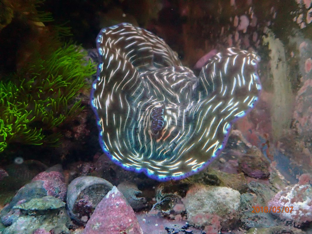 clam-2.jpg