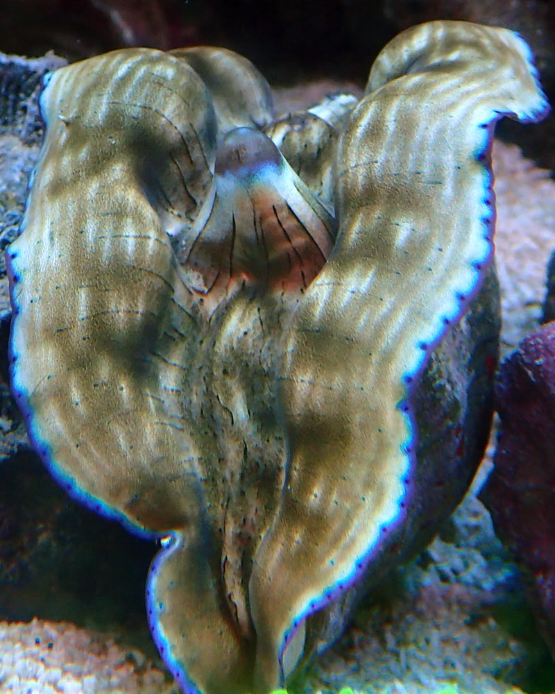clam-3.jpg