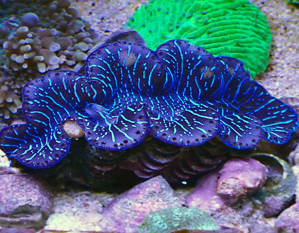 clam-blue.jpg