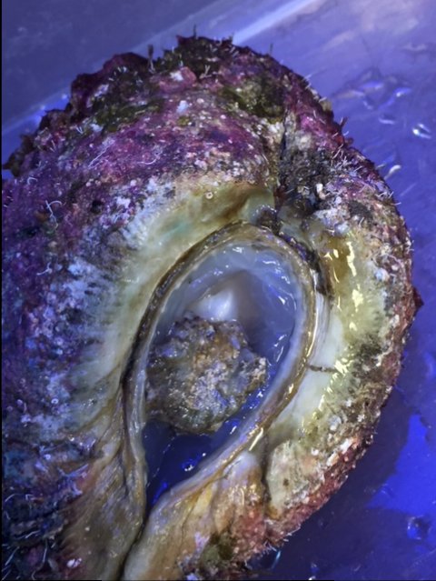 clam byssus.JPG
