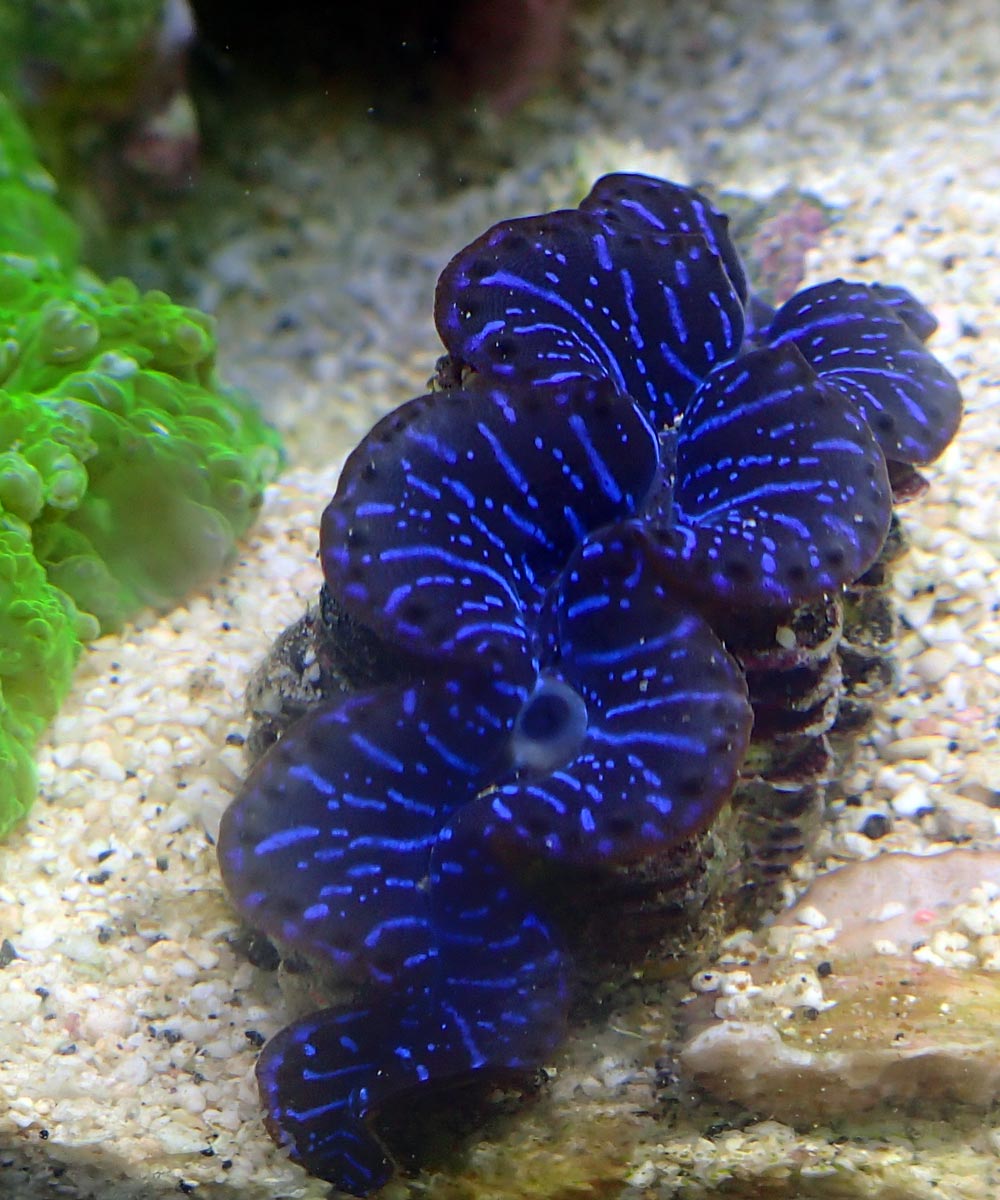 clam.jpg