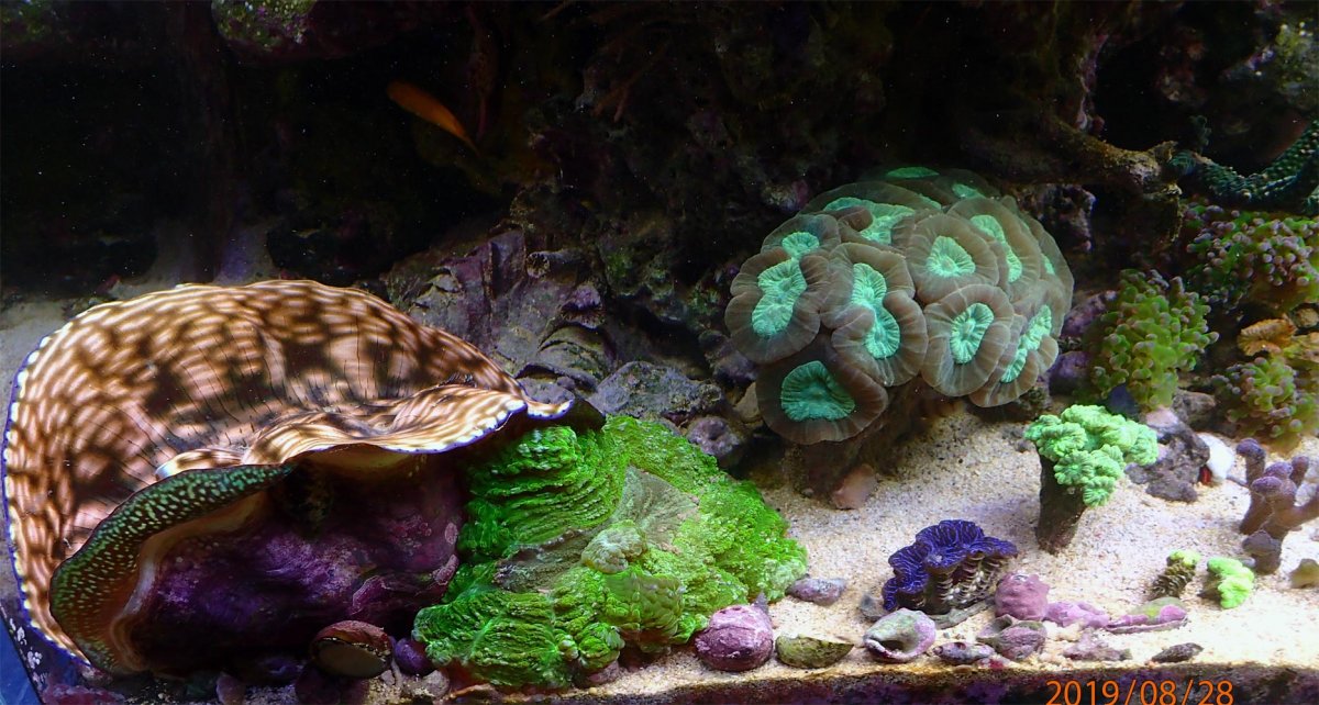 clam.jpg