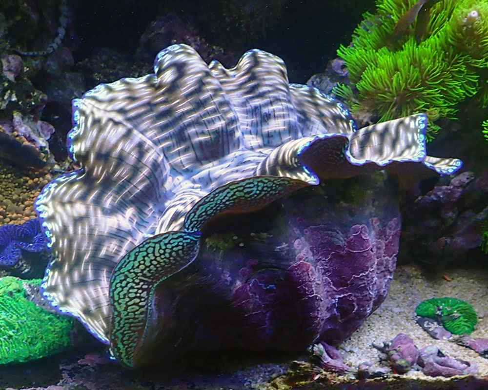 clam.jpg
