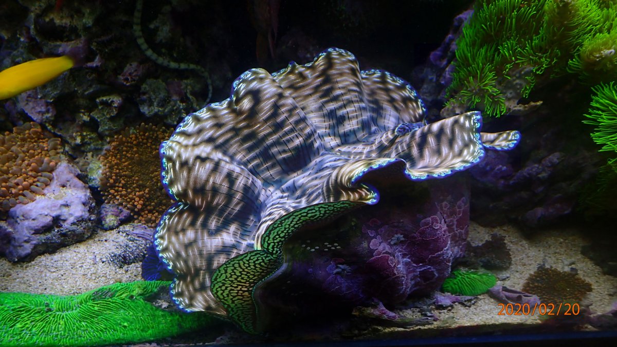 clam.jpg