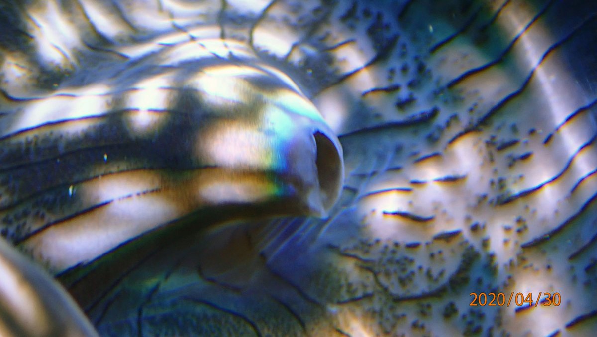 clam.jpg