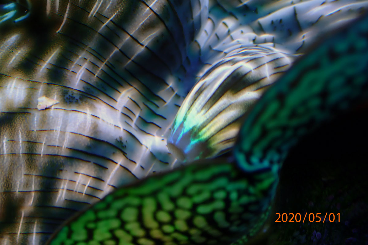 clam.jpg