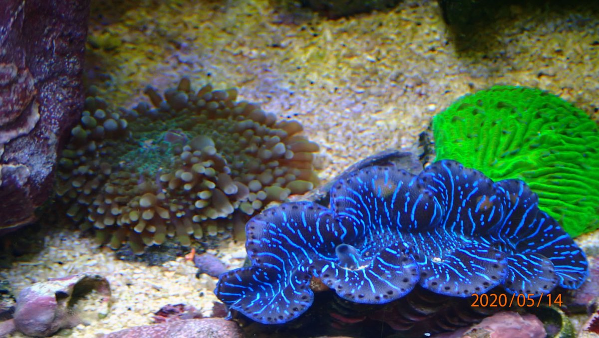 clam.jpg