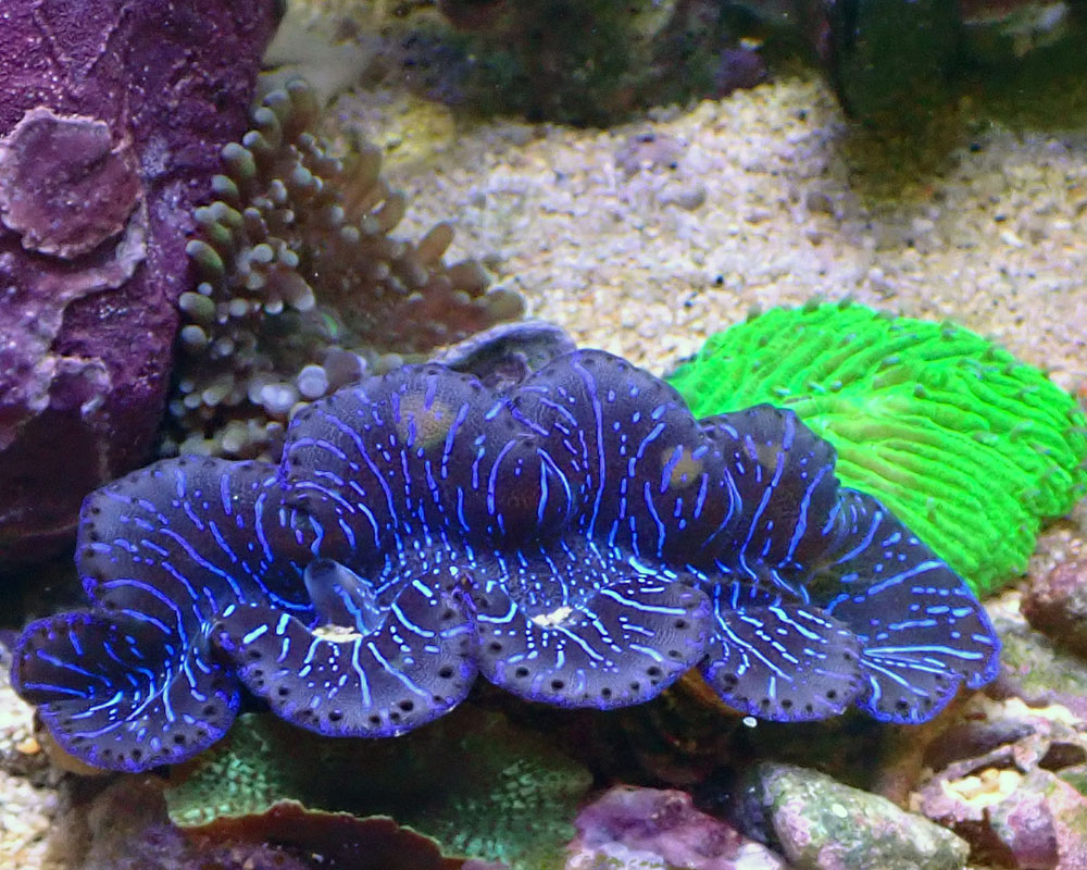 clam.jpg