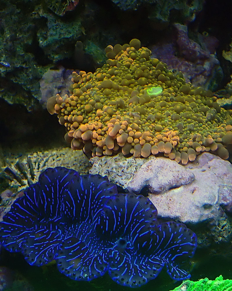 clam.jpg