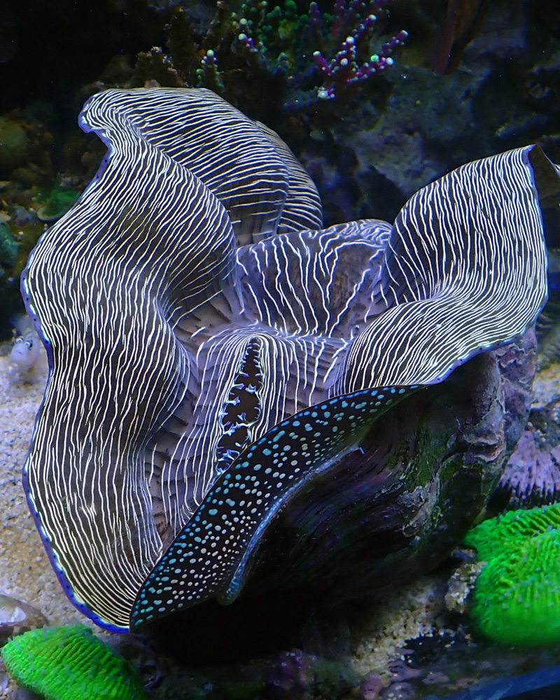 clam.jpg