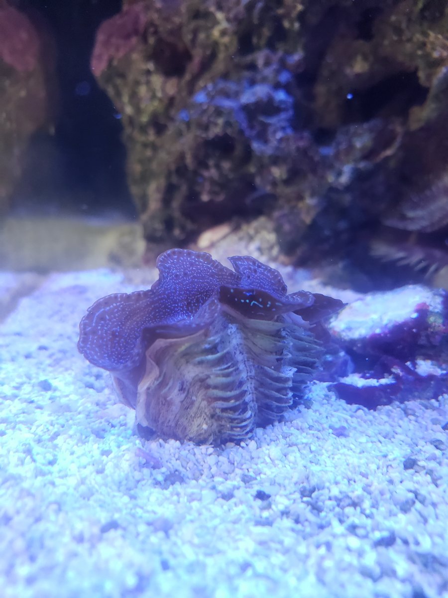 clam.jpg