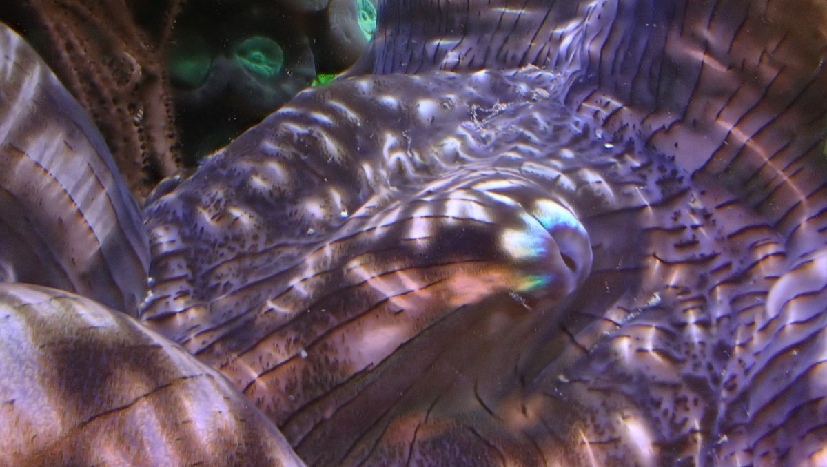 clam.jpg