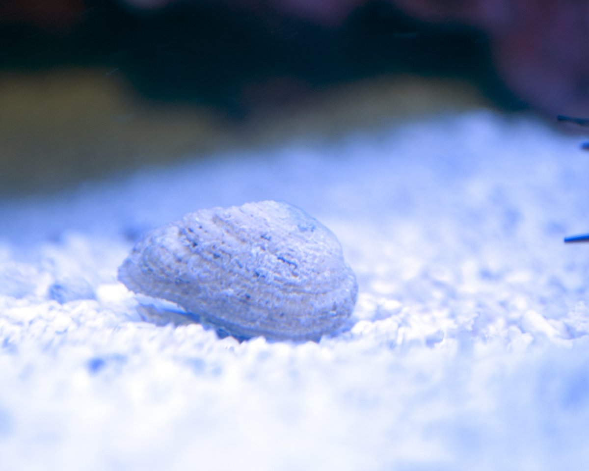 Clam?.jpg