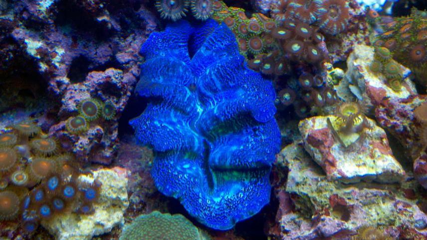 clam.jpg