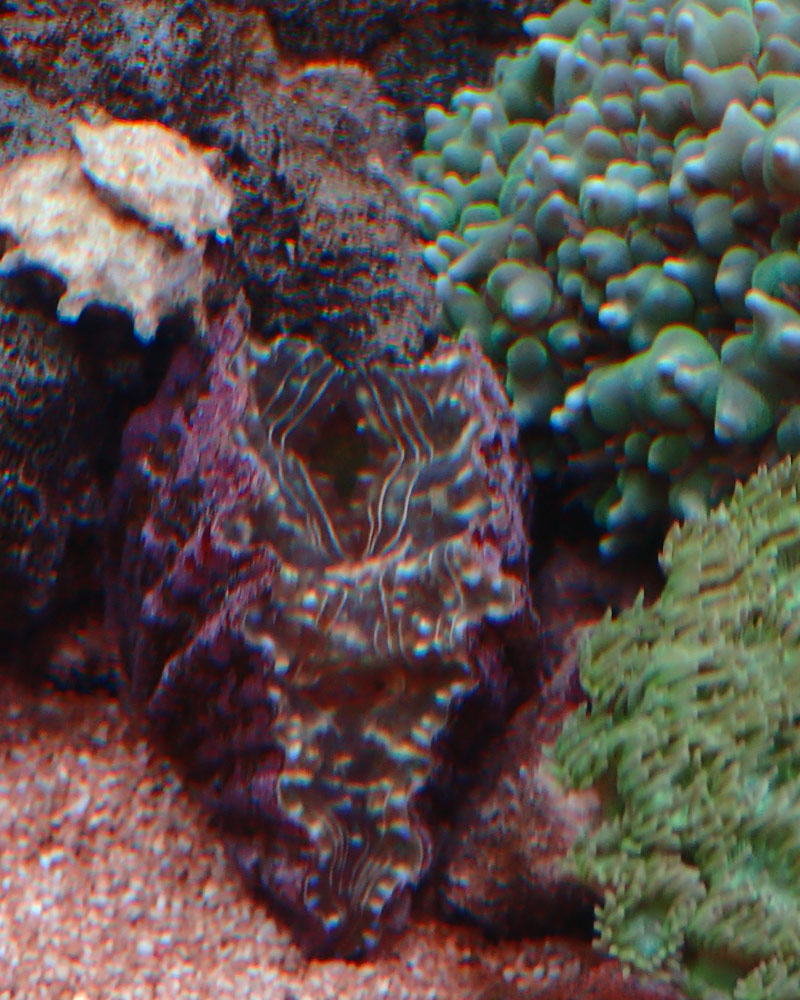 clam.jpg