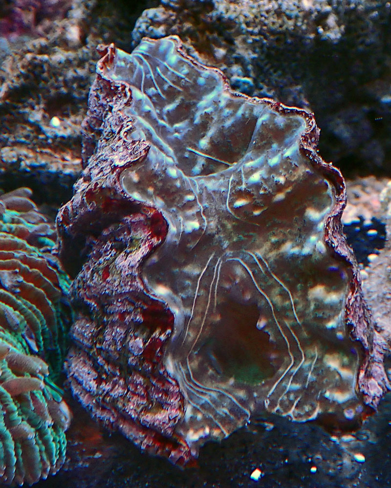 Clam.jpg