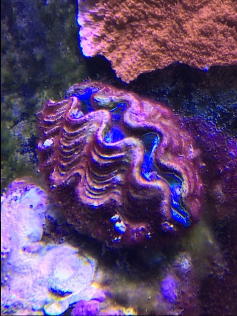 clam.JPG