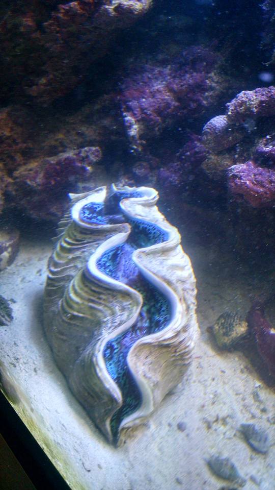 clam.jpg