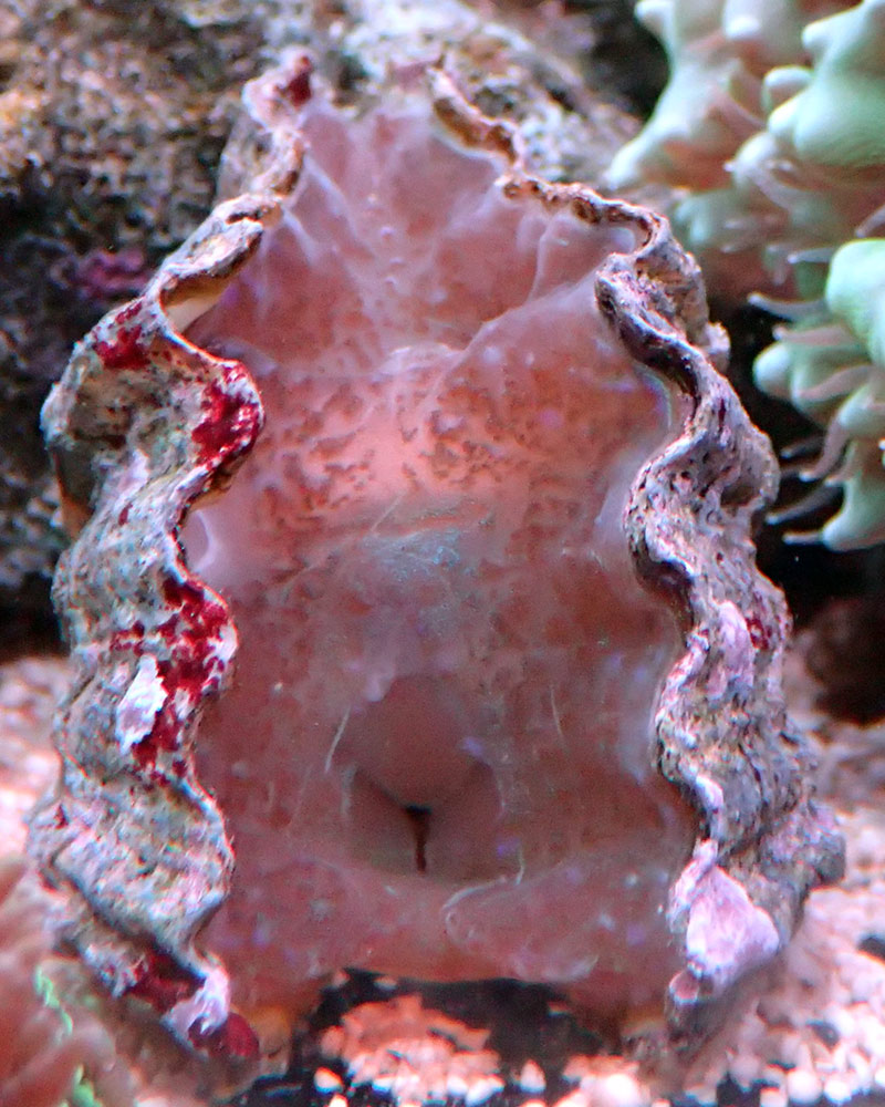 clam.jpg