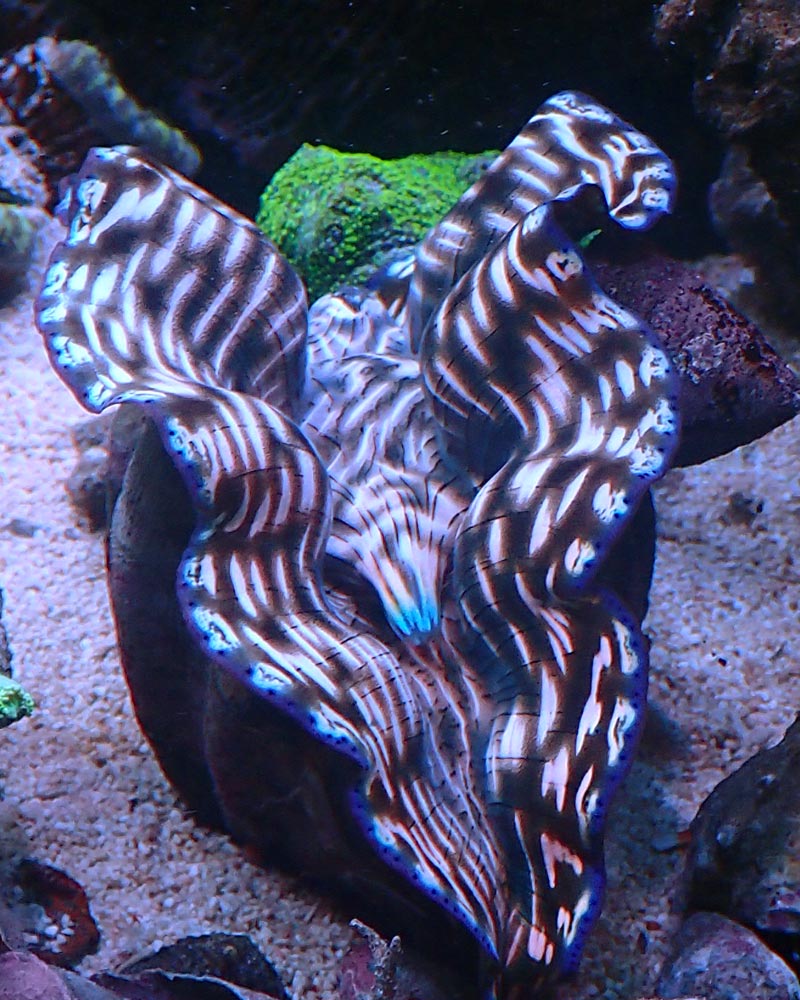 clam.jpg