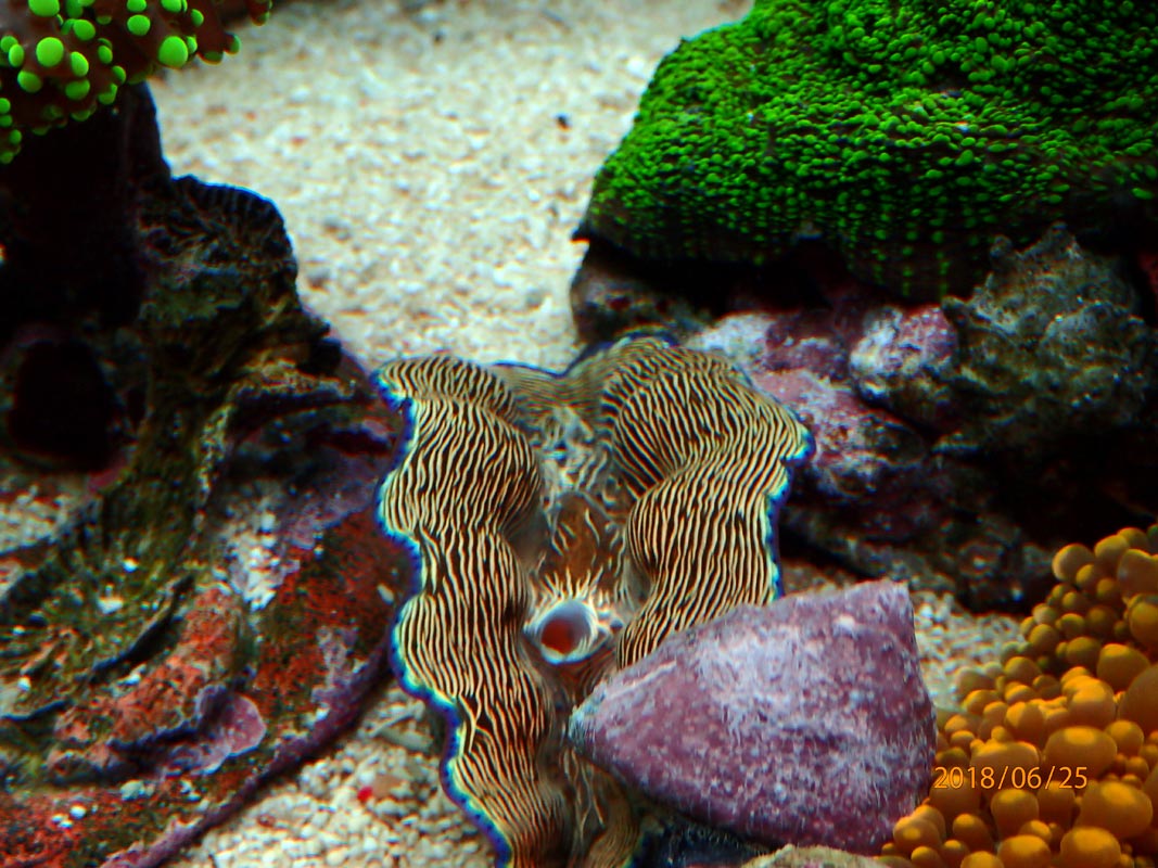 clam.jpg
