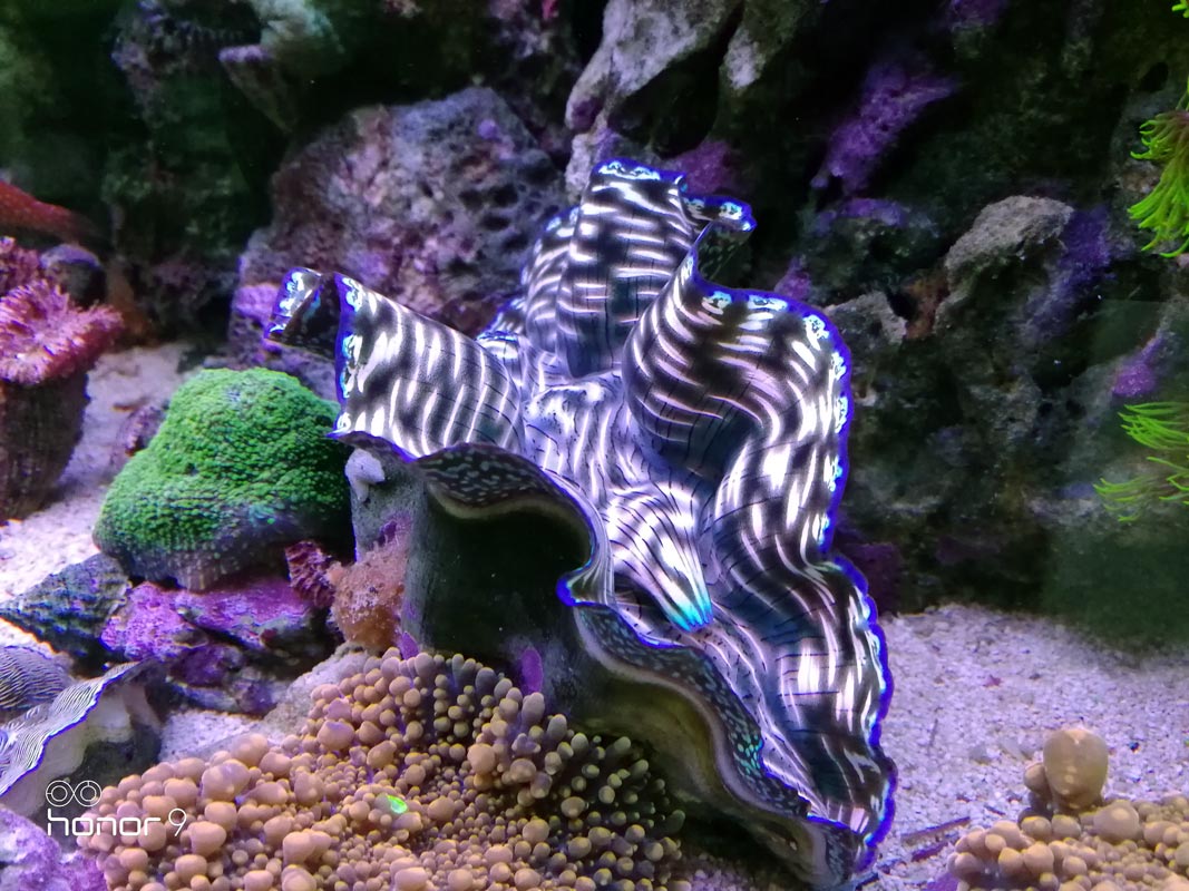 clam.jpg
