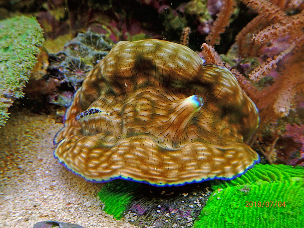 clam.jpg