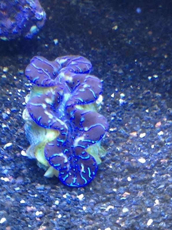Clam.jpg