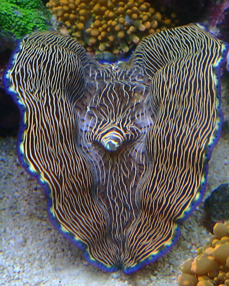 clam.jpg