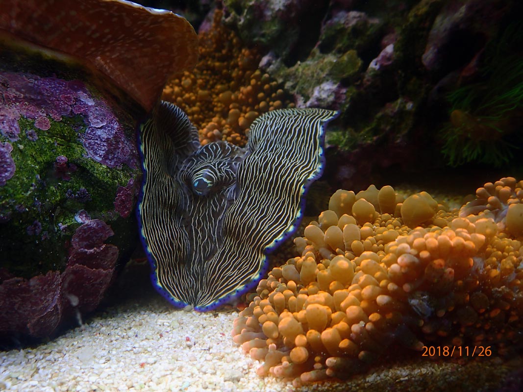 clam.jpg