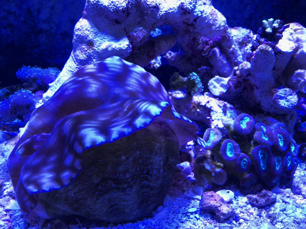 clam.JPG