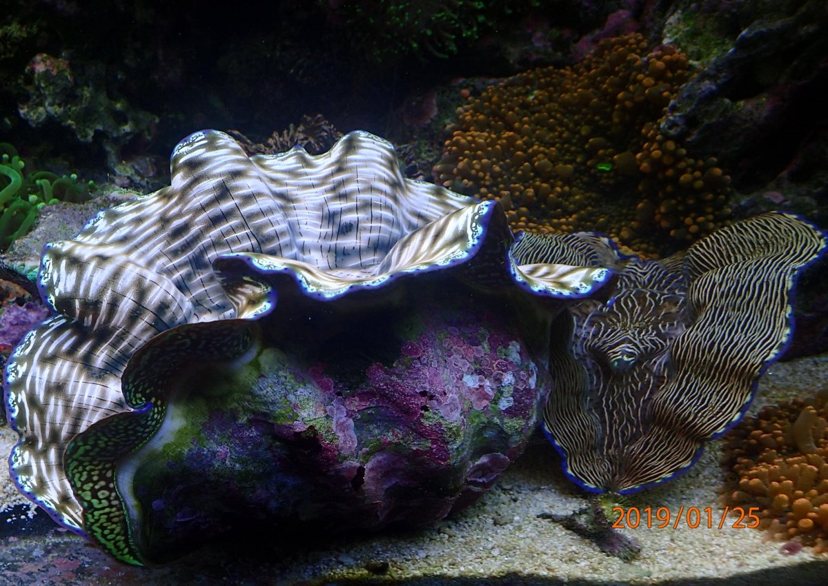 clam.jpg