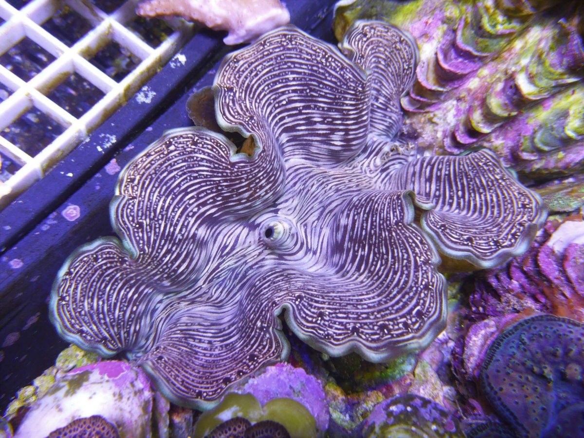 clam.JPG