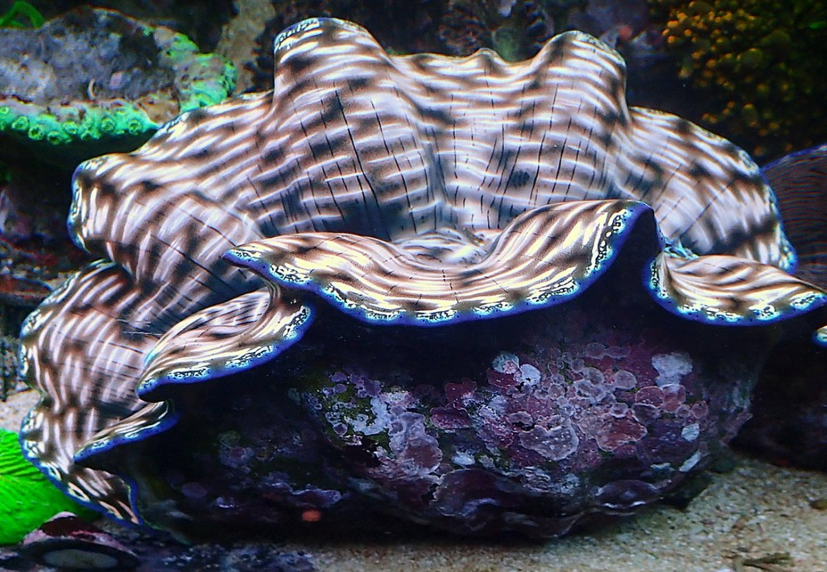 clam.jpg