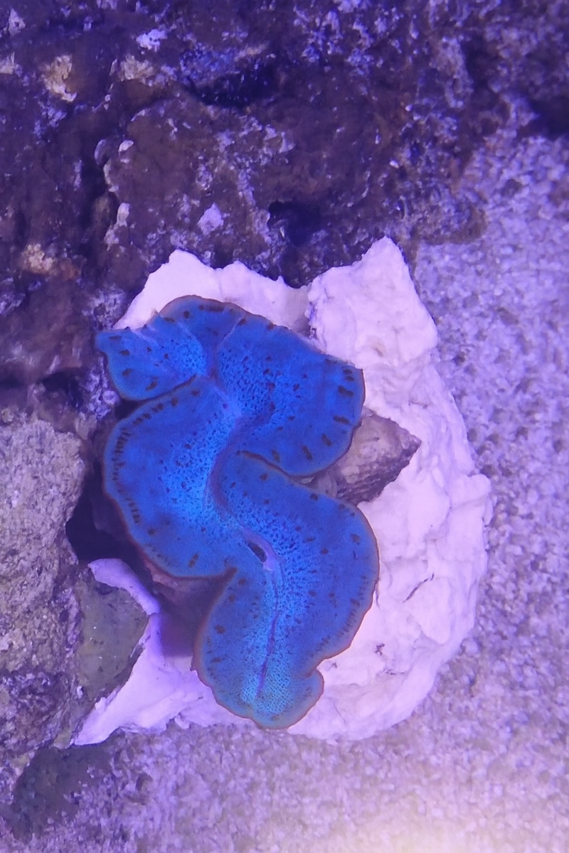 Clam.png