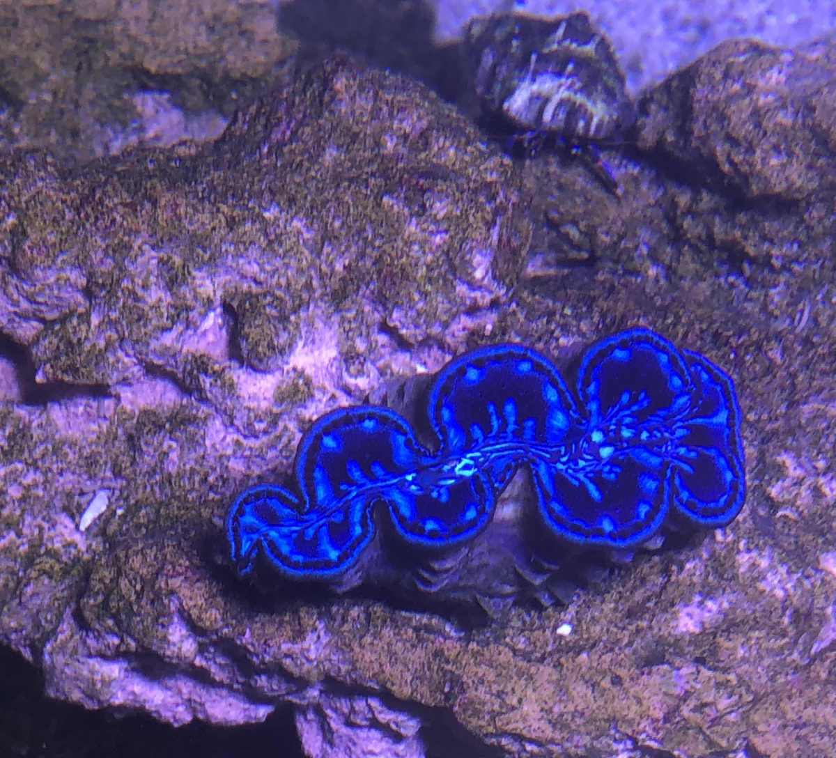 Clam.png