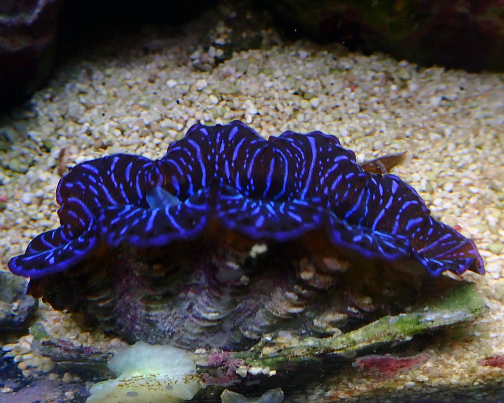 clam1.jpg