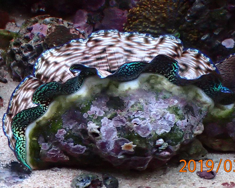 clam1.jpg