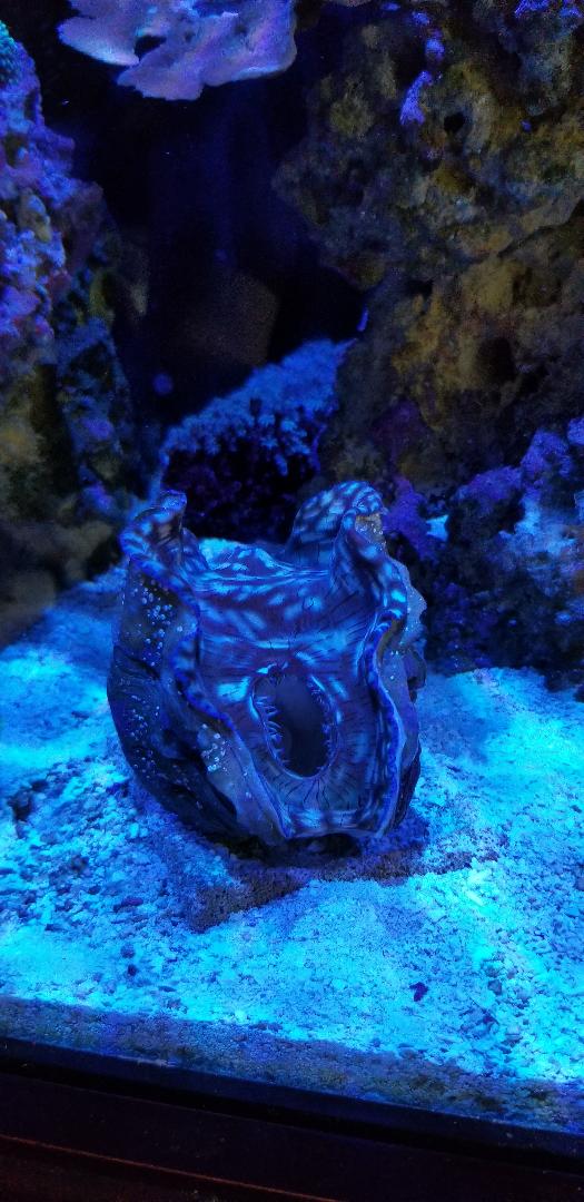 clam1.jpg