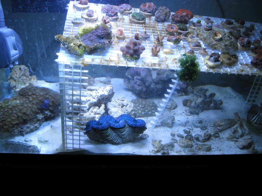 clam1.jpg