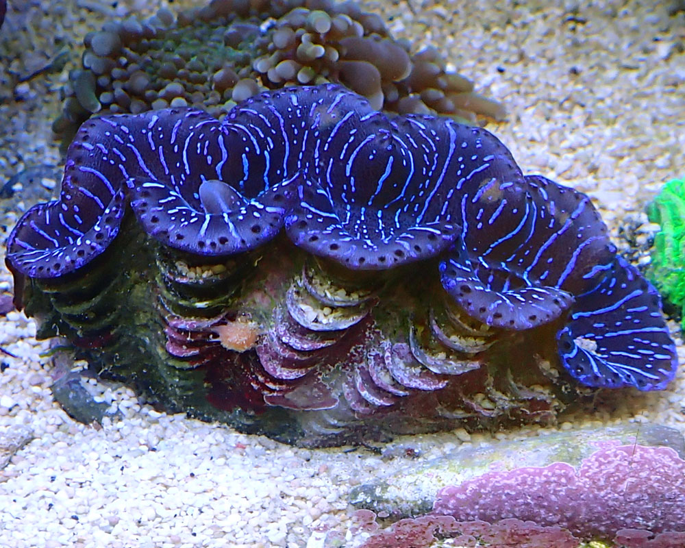 clam1-.jpg