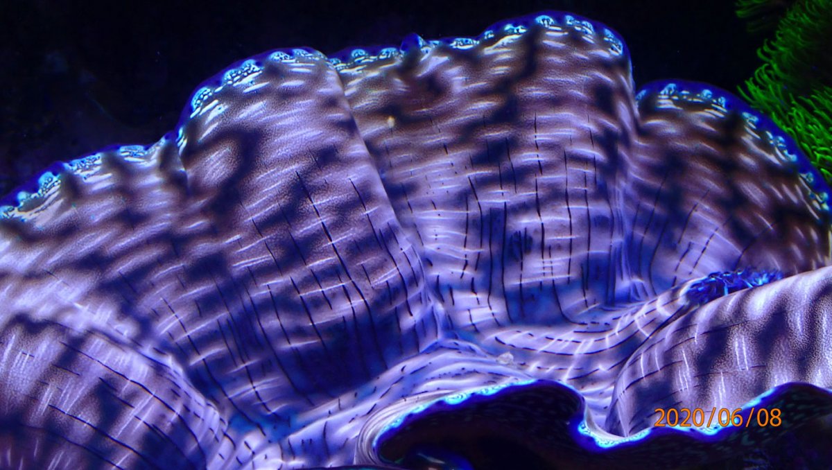 clam1.jpg