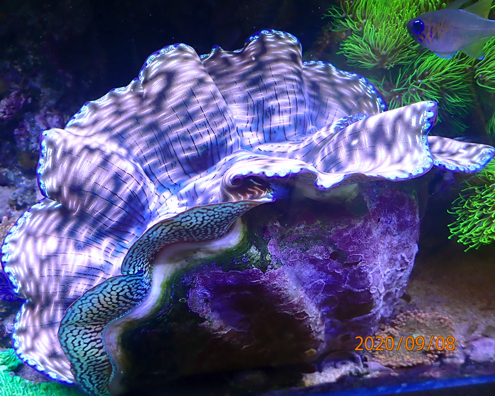 clam1.jpg