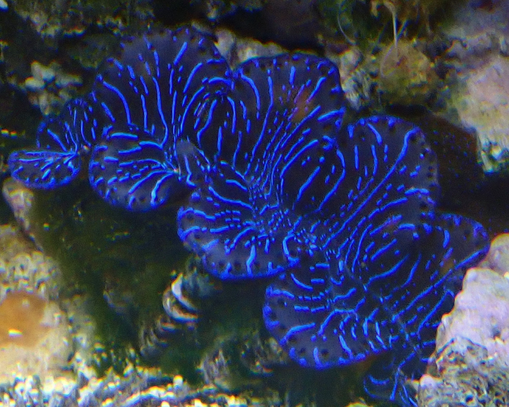 clam1.jpg
