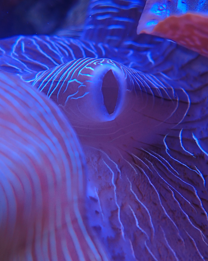 clam1.jpg