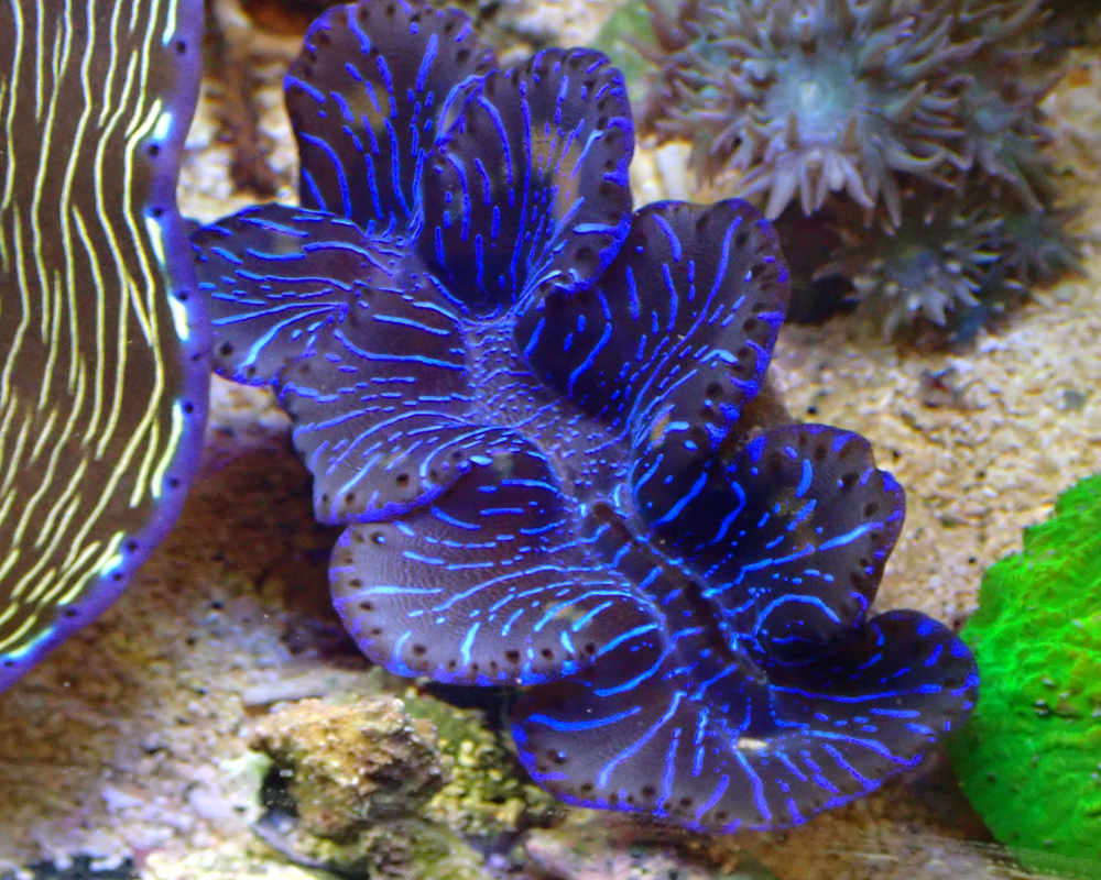 clam1.jpg