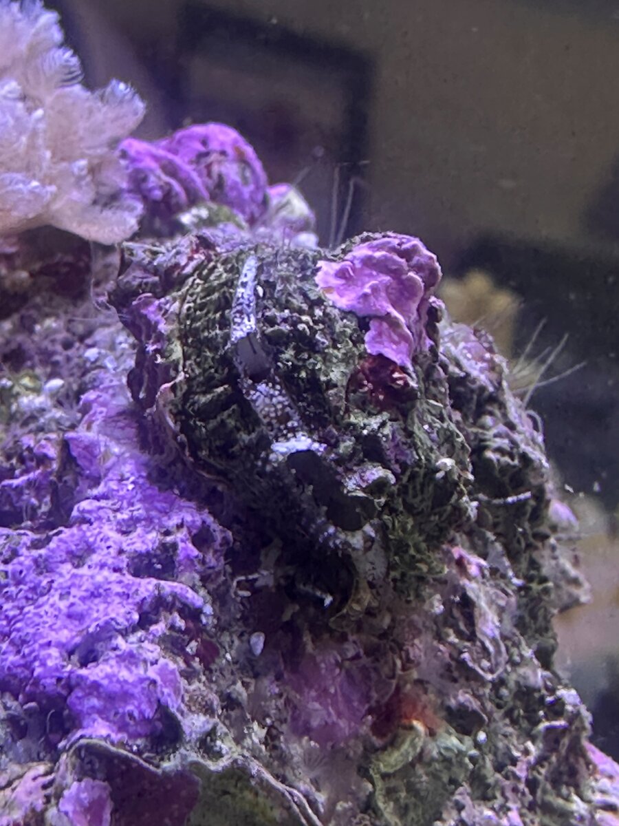 Clam1.jpg